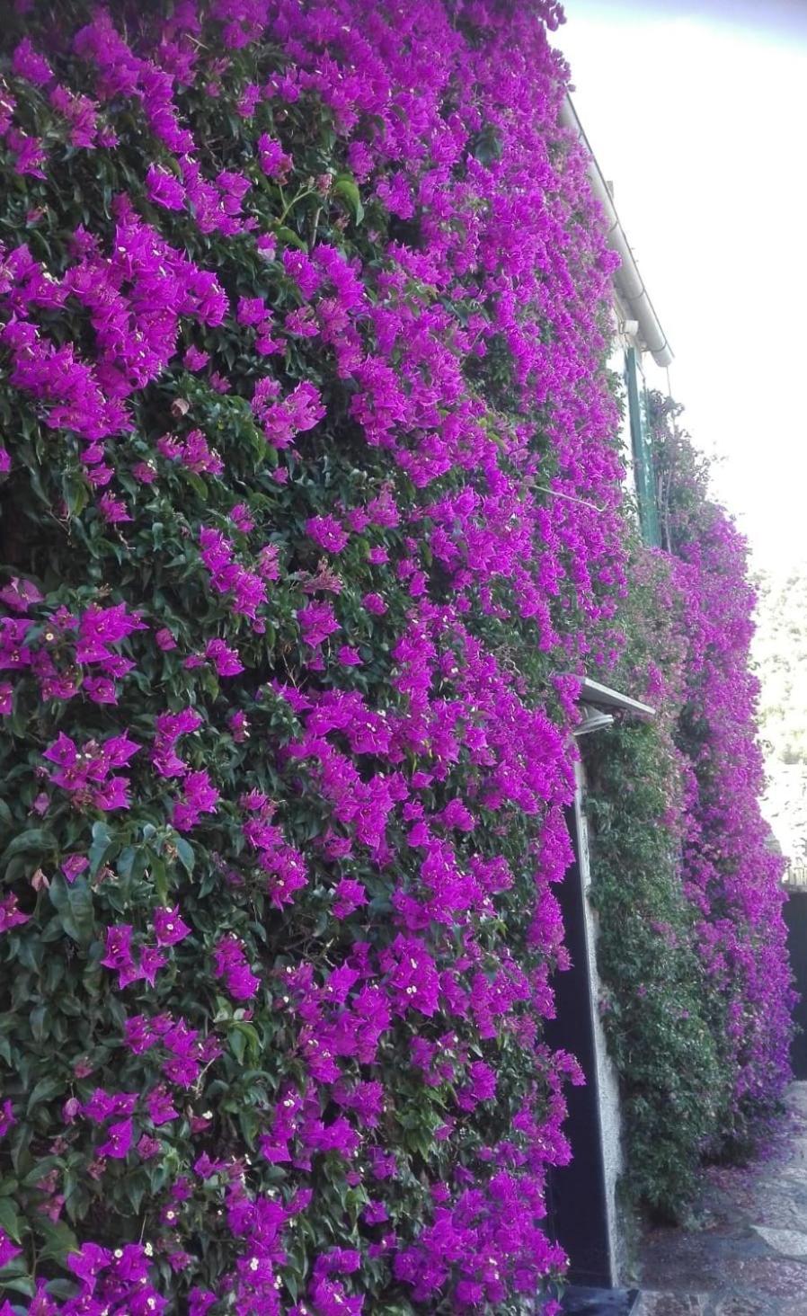 La Bouganvilla Porto Venere Zewnętrze zdjęcie